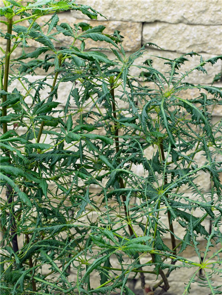 Aesculus hippocastanum Laciniata