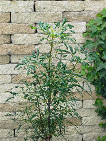 Aesculus hippocastanum Laciniata