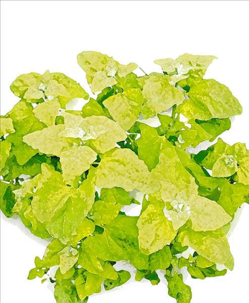 Atriplex hortensis