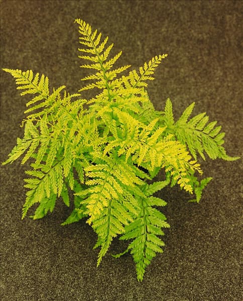 Asplenium bulbiferum