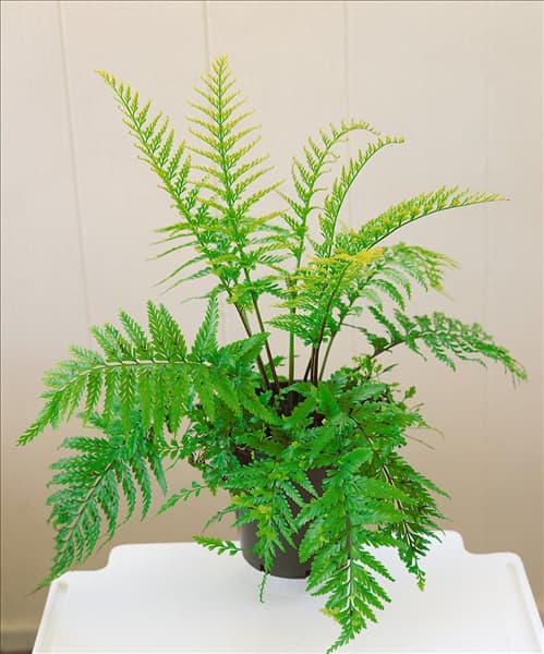Asplenium bulbiferum