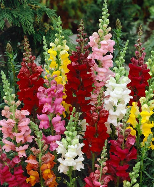 Antirrhinum majus Rocket mixed