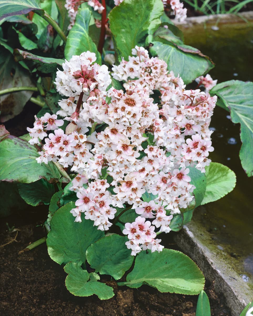 Bergenia Bressingham White