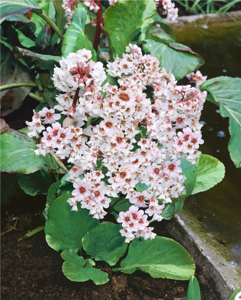 Bergenia Bressingham White