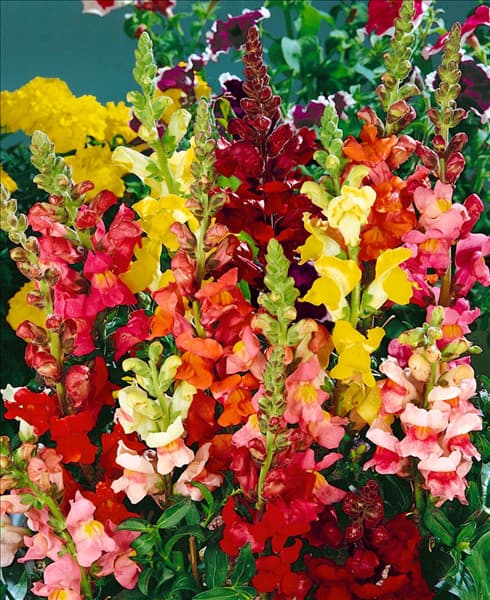 ANTIRRHINUM MAJUS TYPE ROCKET
