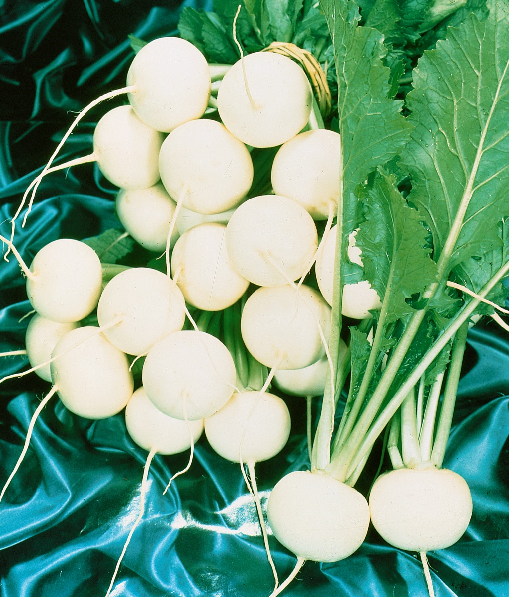 Brassica rapa subsp. rapa Market Express