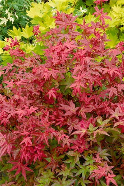 Acer palmatum Deshojo
