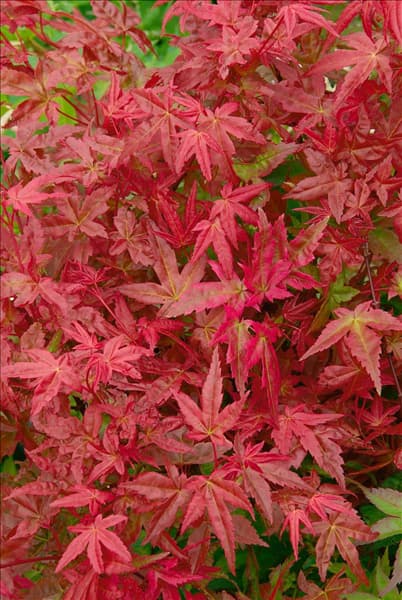 Acer palmatum Deshojo