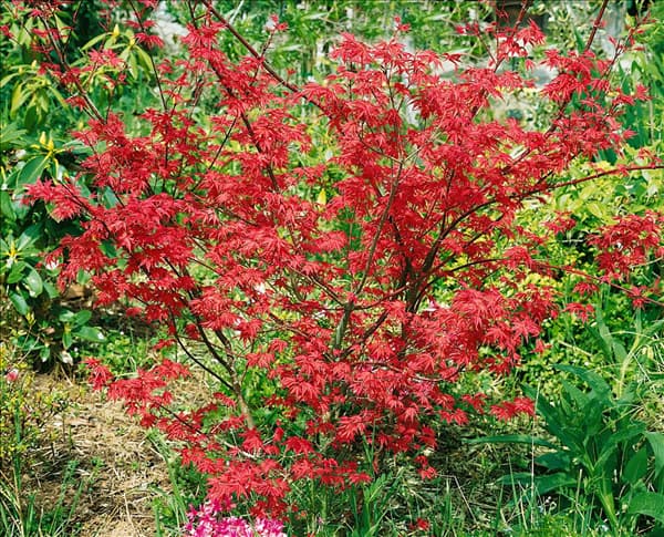 Acer palmatum Deshojo