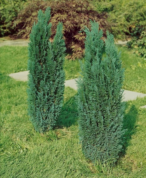 Chamaecyparis lawsoniana Ellwoodii