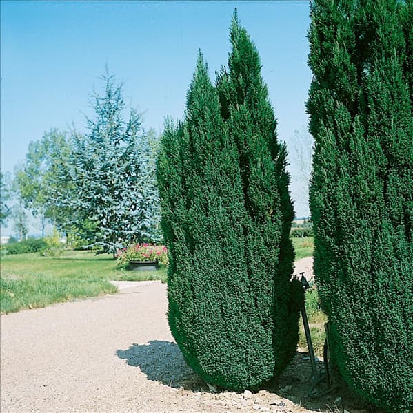 Chamaecyparis lawsoniana Ellwoodii