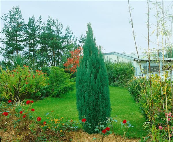 Chamaecyparis lawsoniana Ellwoodii