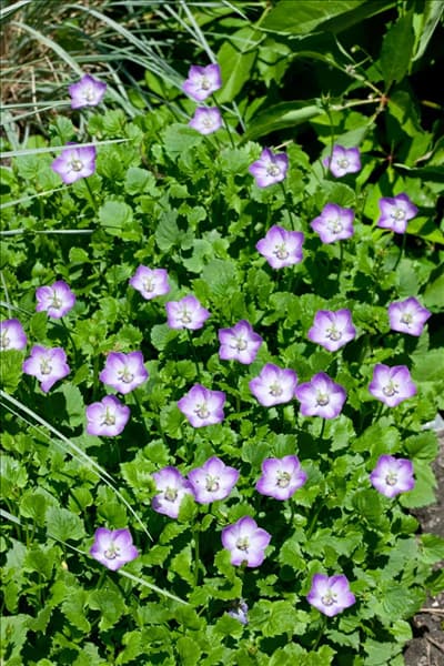 Campanula Royal Wave