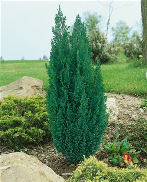 Chamaecyparis lawsoniana Ellwoodii
