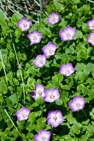 Campanula Royal Wave