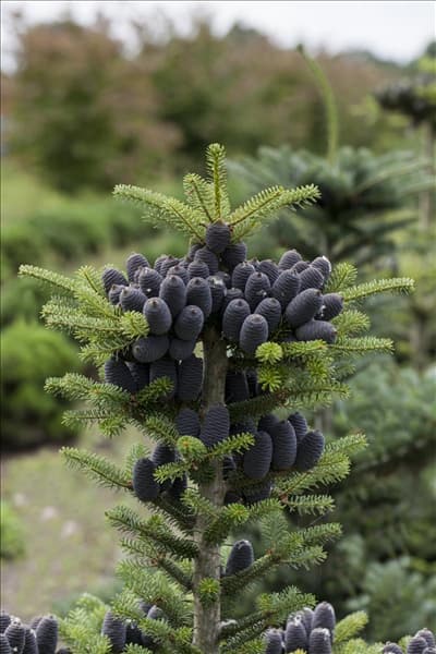 Abies koreana