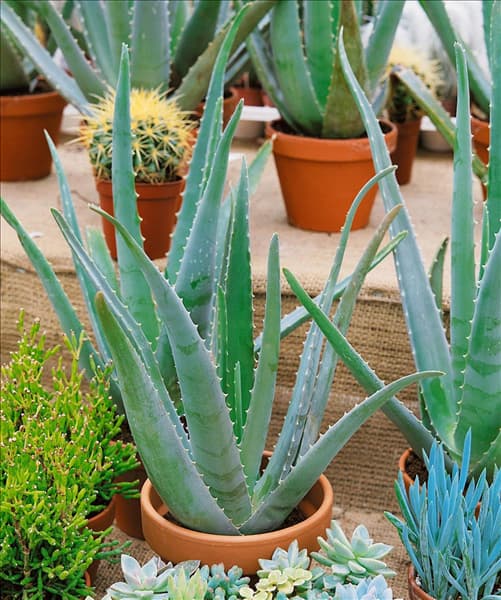 Aloe vera im Topf