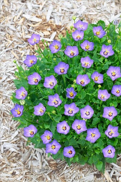 Campanula Royal Wave