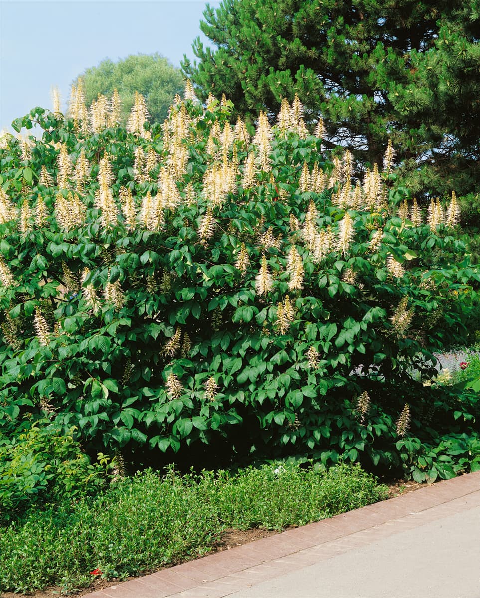 AESCULUS PARVIFLORA