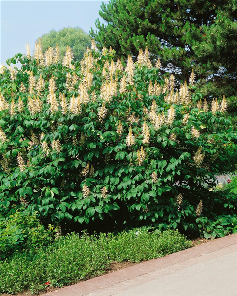 AESCULUS PARVIFLORA