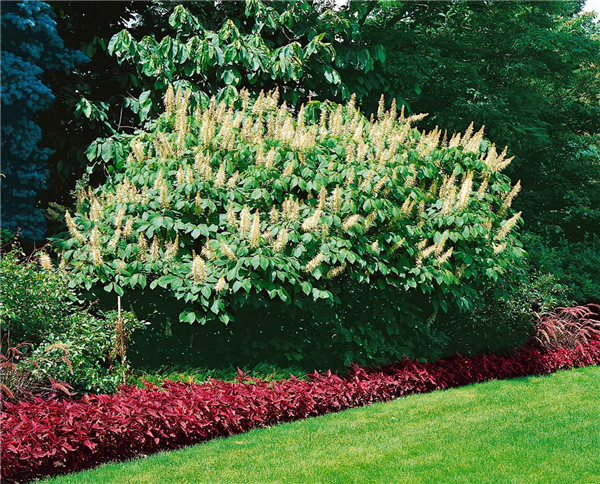 AESCULUS PARVIFLORA
