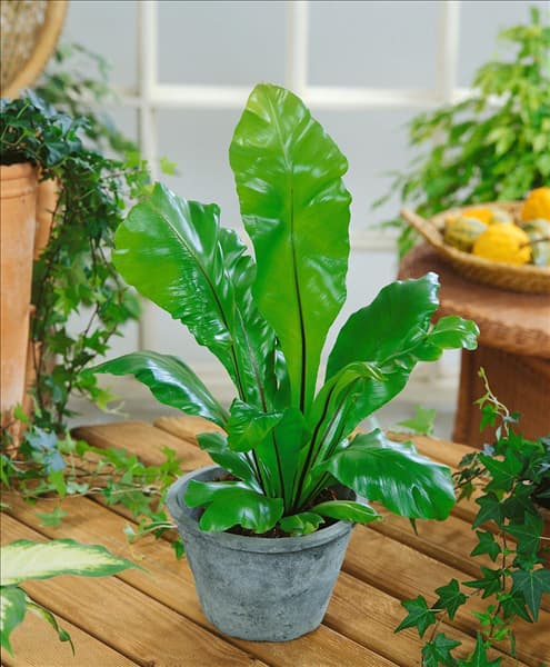 Asplenium nidus