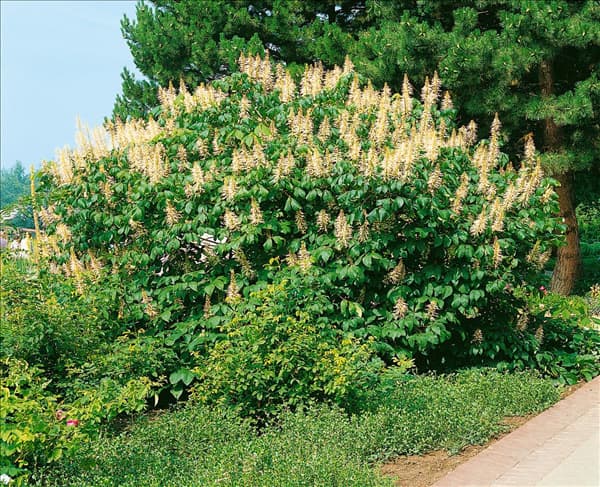 Aesculus parviflora
