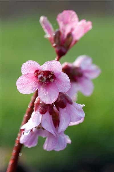 Bergenia Illusion