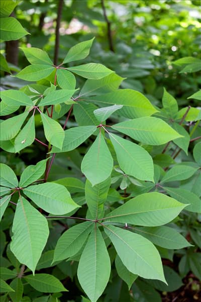 Aesculus parviflora