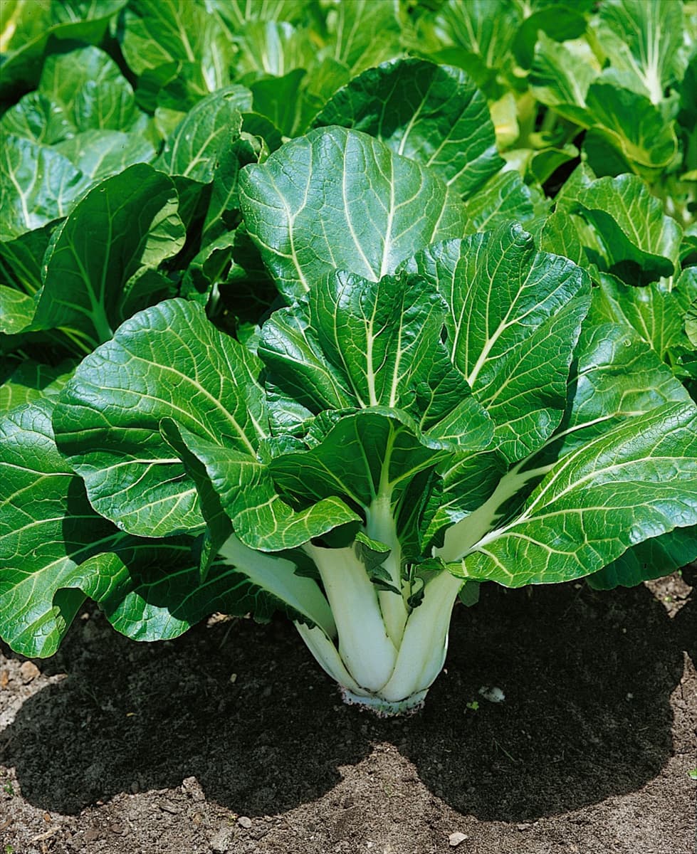Brassica rapa subsp. chinensis Joi Choi