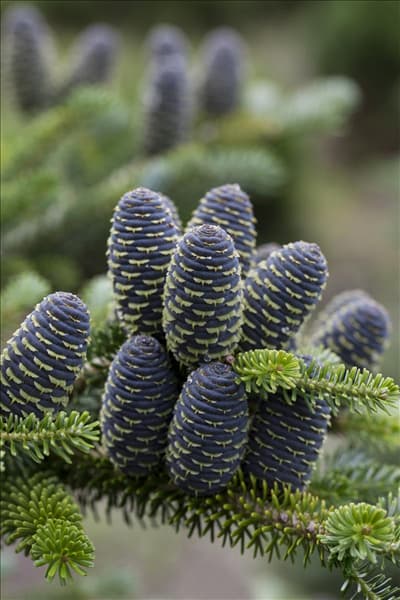 Abies koreana