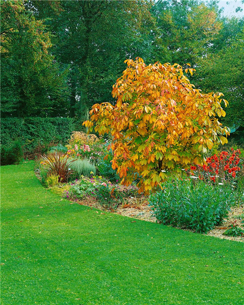 Aesculus parviflora / Herbst / autumn