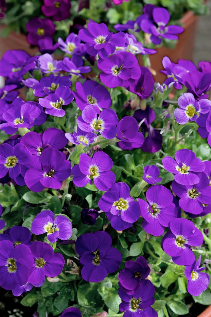 Aubrieta deltoidea Blue Whale