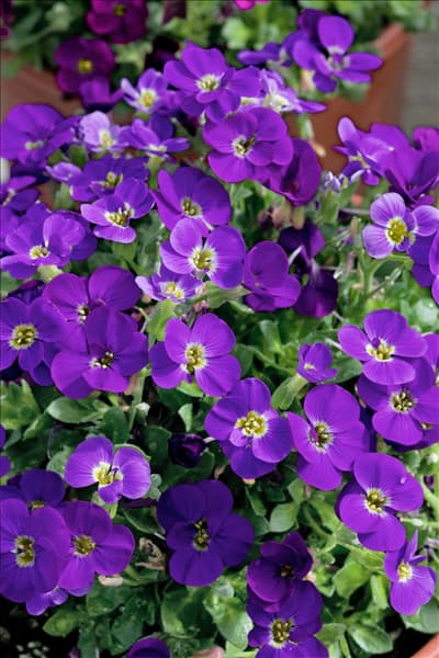 Aubrieta deltoidea Blue Whale