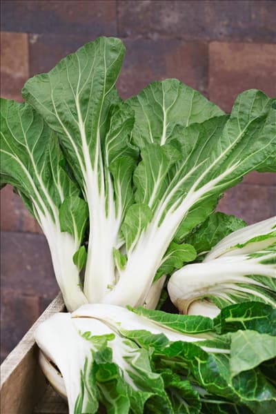 Brassica rapa subsp. chinensis Joi Choi