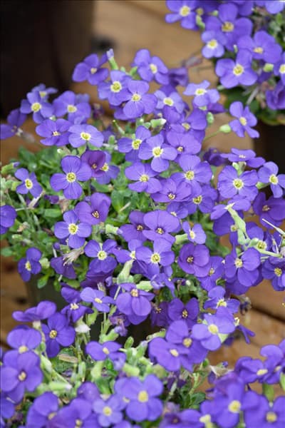 Aubrieta F1 Audrey™ Blue