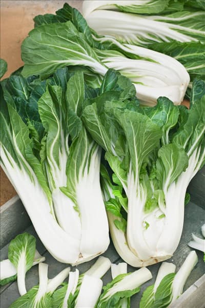 Brassica rapa subsp. chinensis Joi Choi