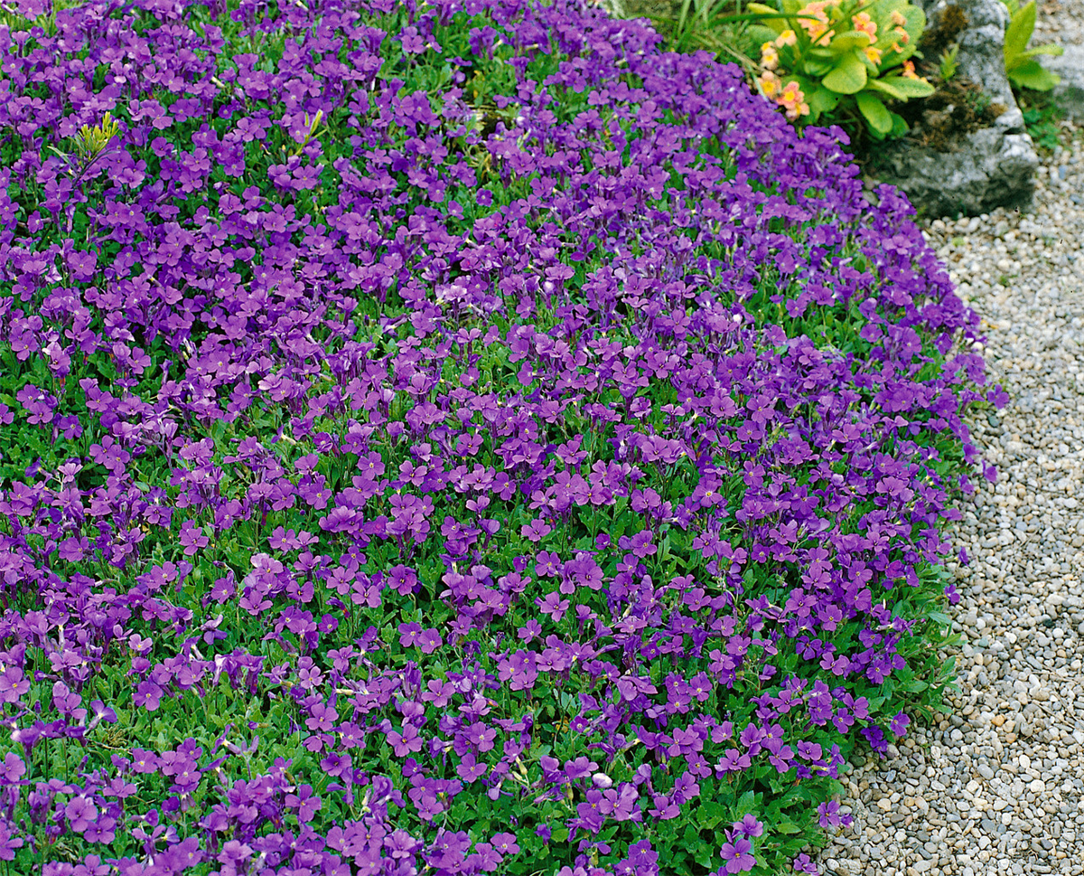 Aubrieta deltoidea blue