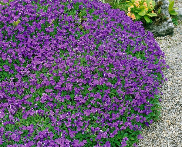 Aubrieta deltoidea blue