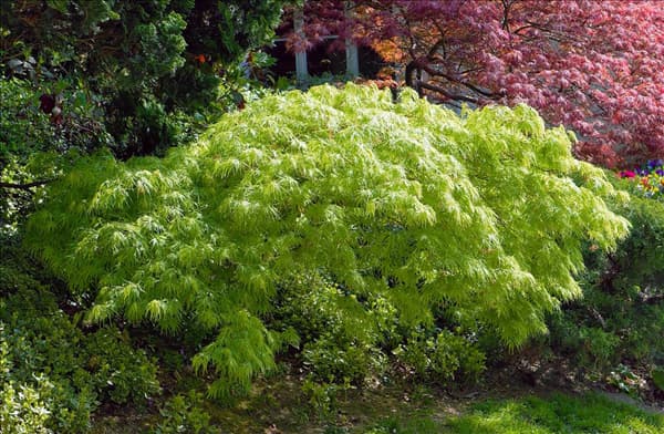 Acer palmatum Dissectum
