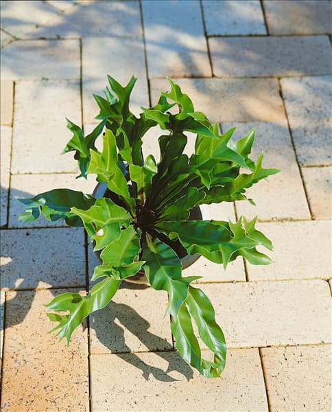 ASPLENIUM AUSTRALASICUM CRISTATA