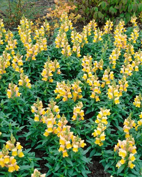 Antirrhinum majus yellow and white