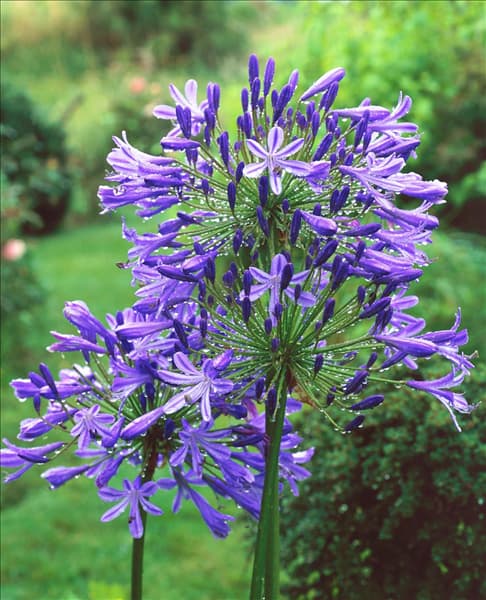 Agapanthus africanus