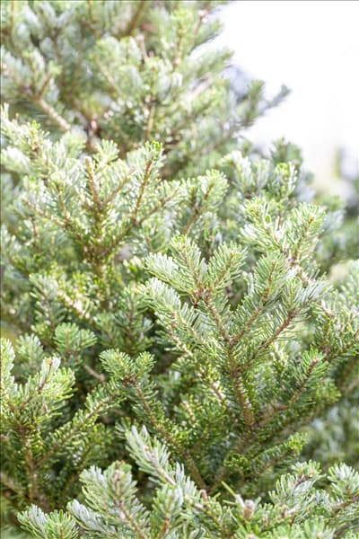 Abies koreana