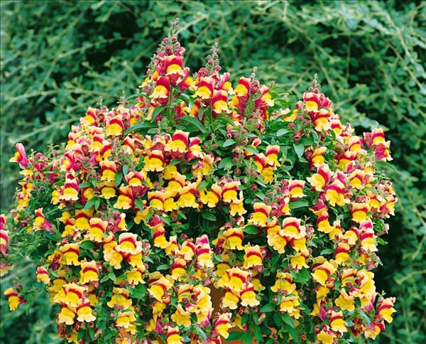 Antirrhinum majus Red & Yellow