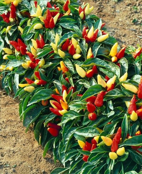 CAPSICUM ZIERPAPRIKA