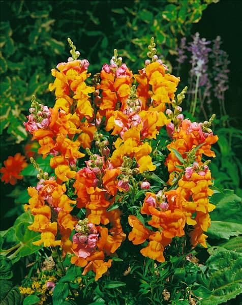 ANTIRRHINUM MAJUS NANA / YELLOW & ORANGE