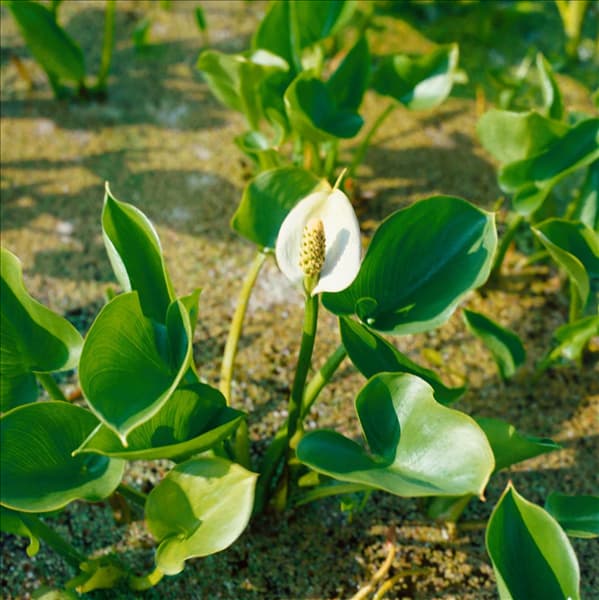 Calla palustris