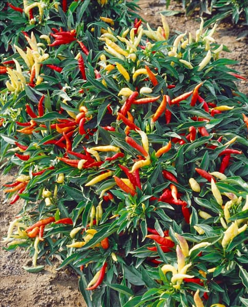 CAPSICUM ZIERPAPRIKA