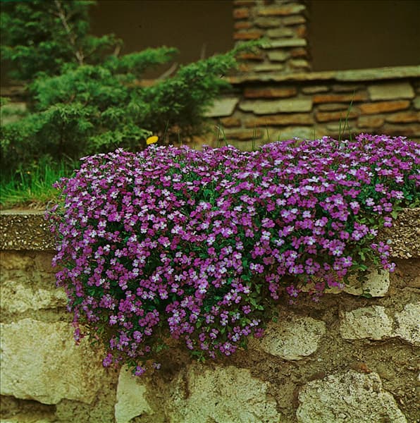 Aubrieta deltoidea 'Royal Violet'